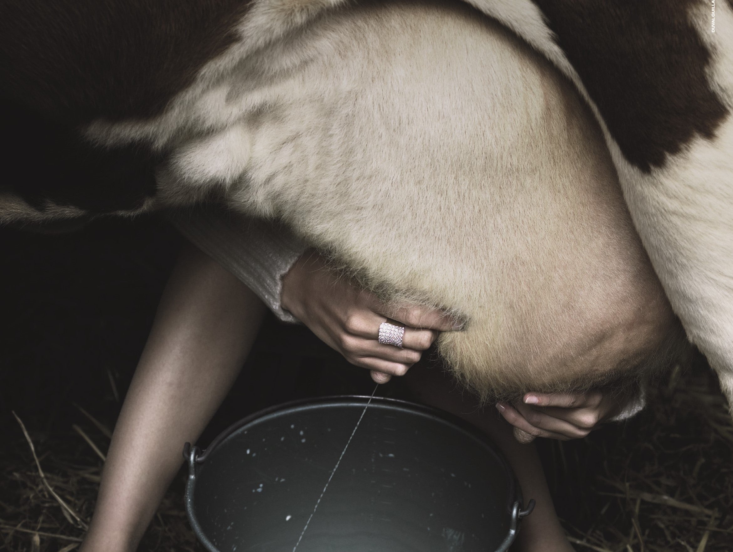 woman milking cow wearing a ring made by O! Jewelry